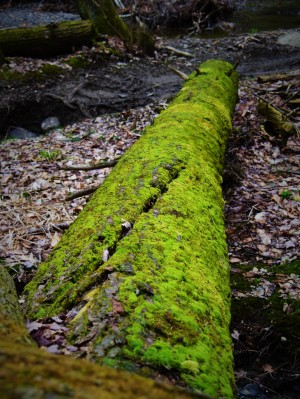 Mossy tree